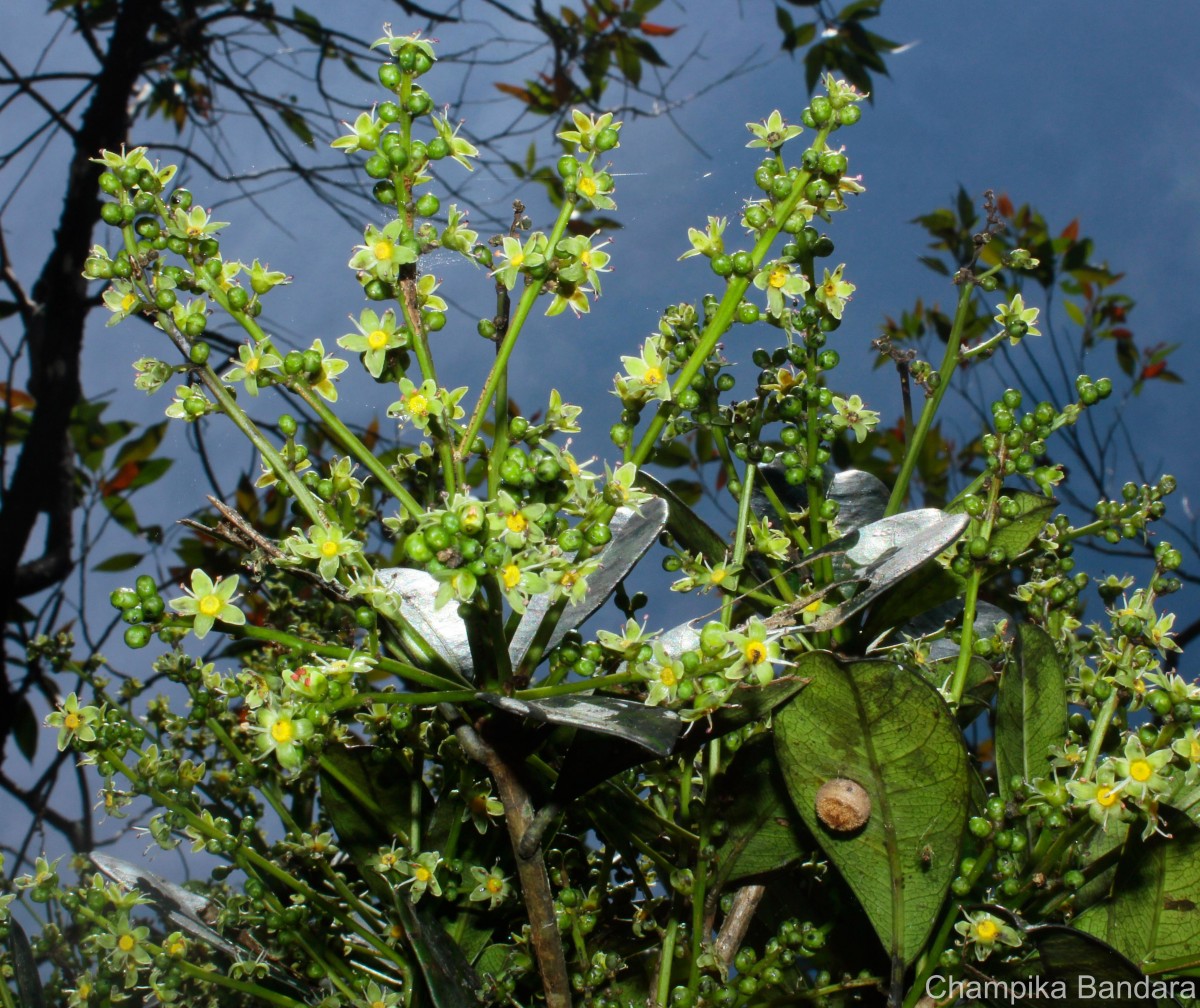 Semecarpus coriaceus Thwaites